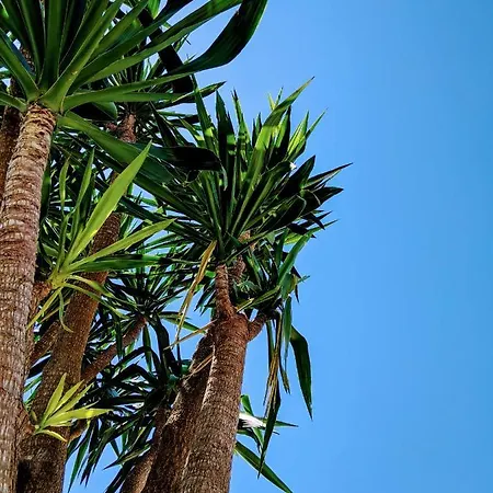 Vakantiehuis The Palm House