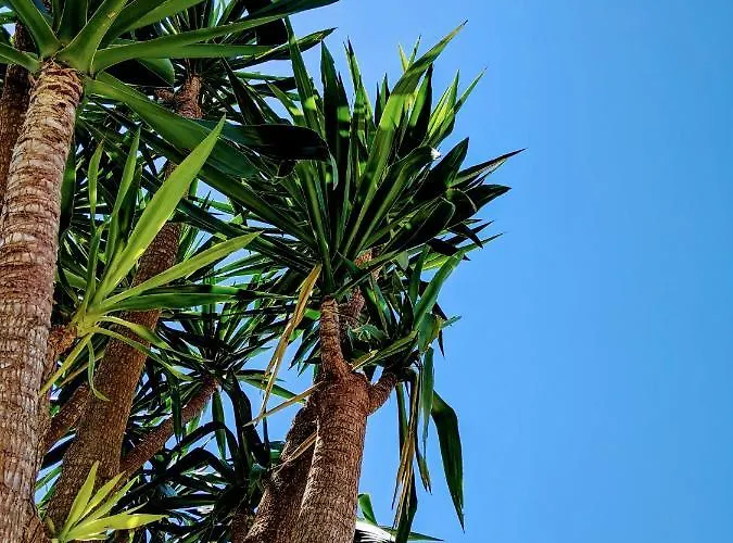 بيت للعطل The Palm House