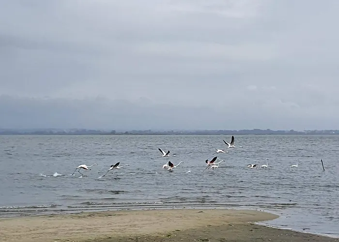 The Palm House * أوفار